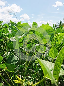 cultivation of mung bean (Vigna radiata), alternatively known as the green gram photo