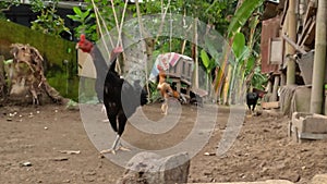 Cultivation of native chickens, which is still done traditionally, is left free to find food or breed