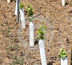 Cultivation of new grapevines in Rech, Germany