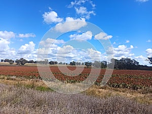 Cultivation in New South Wales