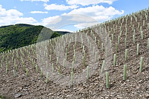 The cultivation of a new vineyard in Rech, Germany