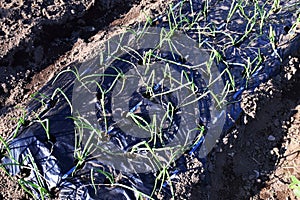 Cultivation of onion