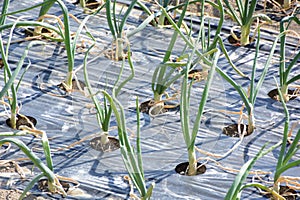 Cultivation of onion