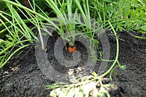 Cultivation of orange carrots. Digging up crops. Plant Care