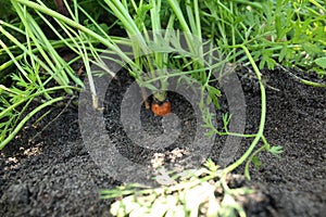 Cultivation of orange carrots. Digging up crops. Plant Care