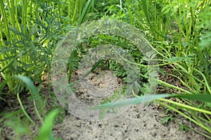 Cultivation of orange carrots. Digging up crops. Plant Care