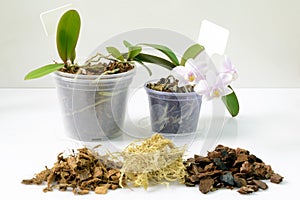 Cultivation of orchids at home. Plant transplanting and growing concept. Small young plants, orchid seedlings in pots