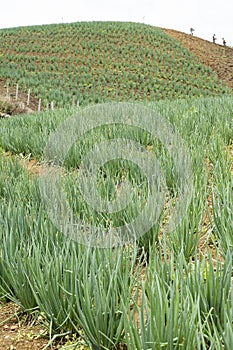 Cultivation of organic leaf onion - Allium fistulosum