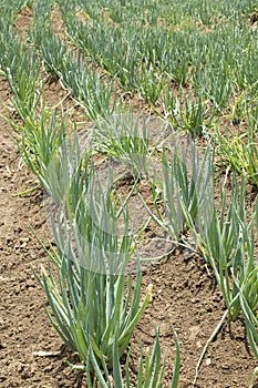 Cultivation of organic leaf onion - Allium fistulosum