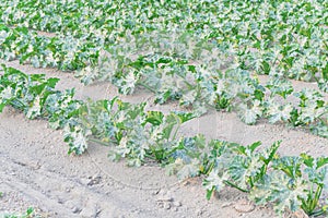 Cultivation of organic zucchini summer squash in Kent, Washing