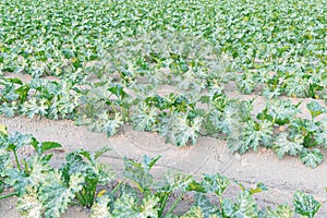 Cultivation of organic zucchini summer squash in Kent, Washing