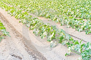 Cultivation of organic zucchini summer squash in Kent, Washing