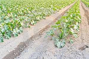 Cultivation of organic zucchini summer squash in Kent, Washing