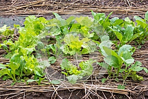 Cultivation pak choy vegetable in farm plant, Brassica chinensis Jusl, CRUCIFERAE photo