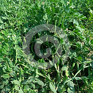 Cultivation of pea plants in Indian fields