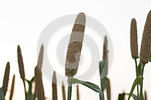 cultivation pearls millet fields, pearls production of beer and minefields of pearl millets ( bajra )