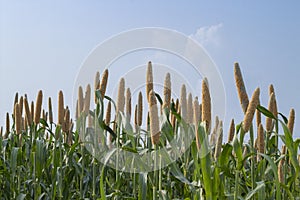 cultivation pearls millet fields, pearls production of beer and minefields of pearl millets ( bajra )