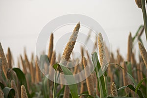 cultivation pearls millet fields, pearls production of beer and minefields of pearl millets ( bajra )