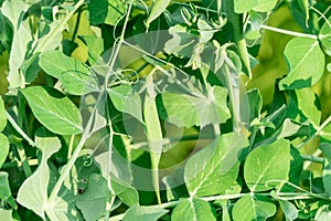 The cultivation of peas. Photo of growing peas in the garden