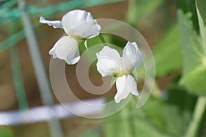 Cultivation of peas in the vegetable garden.