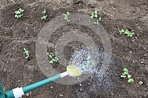 Cultivation of peas in the vegetable garden.