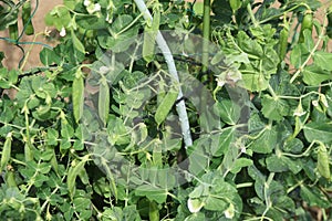 Cultivation of peas in the vegetable garden.