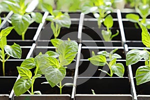 Cultivation of pepper seedlings in peat soil in a box for planting in the garden.