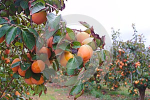 Cultivation of persimmons, bright red or persimon, in a field of the Ribera del XÃºquer in full production.