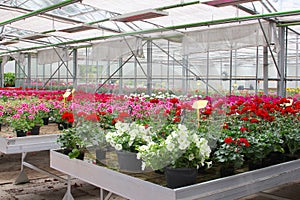 Cultivation Petunias Geraniums greenhouse, Netherlands