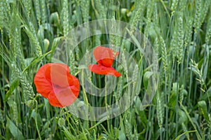 Cultivation of poppies (Papaver rhoeas) on the field