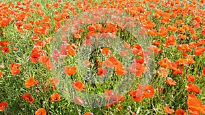 Cultivation of poppies (Papaver rhoeas) on the field