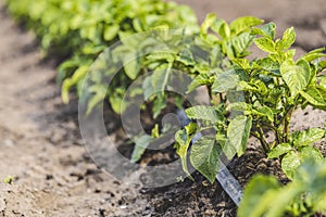 Cultivation of potatoes with drip irrigation. Growing spud, photo with perspective. Fresh tops close up. Agriculture