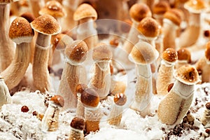 Cultivation psychedelic Psilocybe mushroom photo
