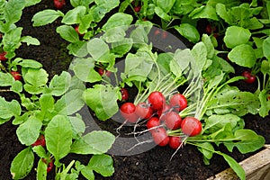 cultivation of radishes on a raised wooden bed with fertile soil. harvesting of organic radishes