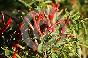 Cultivation of red pepper