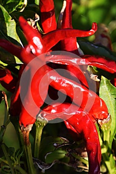 Cultivation of red pepper
