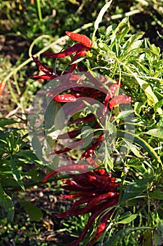 Cultivation of red pepper
