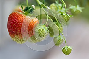 Cultivation of red strawberries in Dutch greenhouse