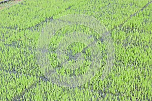 The cultivation of rice seedlings in plastic trays.