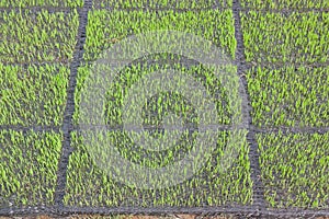 The cultivation of rice seedlings in plastic trays.