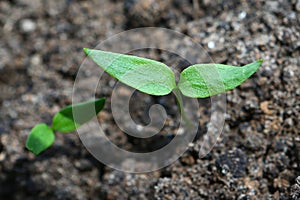 Cultivation of seedling of peppe