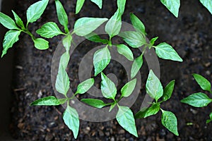 Cultivation of seedling of pepper