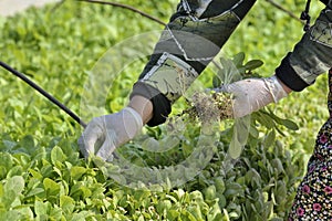 Cultivation photo