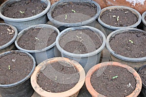 Cultivation of seedlings in small pots invades the plants as organic vegetables. photo