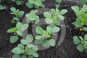 Cultivation of soybeans