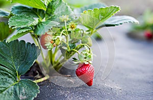 Cultivation of strawberries