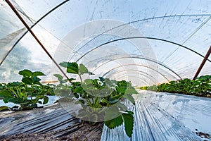 Cultivation of strawberry fruits using the plasticulture method, plants growing on plastic mulch in walk-in greenhouse tunnels