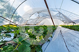 Cultivation of strawberry fruits using the plasticulture method, plants growing on plastic mulch in walk-in greenhouse tunnels