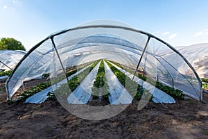 Cultivation of strawberry fruits using the plasticulture method, plants growing on plastic mulch in walk-in greenhouse tunnels