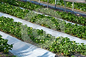 Cultivation of strawberry fruits using the plasticulture method, plants growing on plastic mulch in walk-in greenhouse tunnels